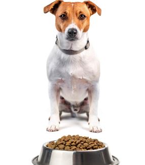 78579540 jack russel con comida aislada sobre fondo blanco