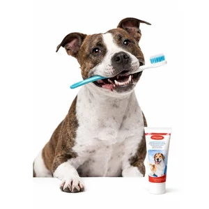 higiene dental perro
